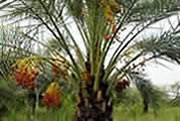 Date palm (Phoenix sylvestris)