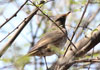 Tickell's thrush (Turdus unicolor)