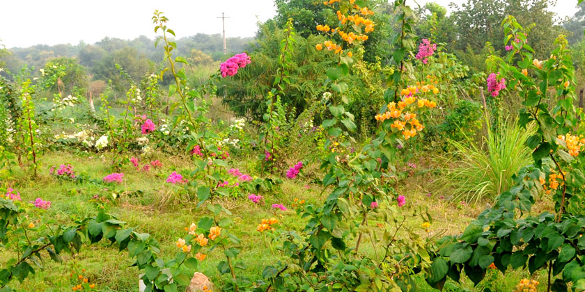 Yamuna Biodiversity Park's Arial View