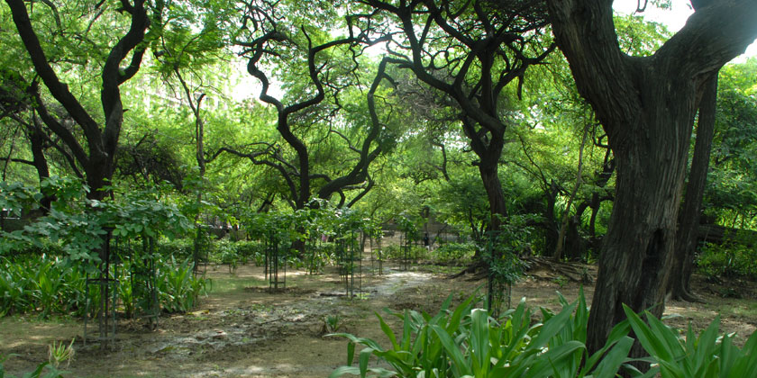 Yamuna Biodiversity Park's Arial View