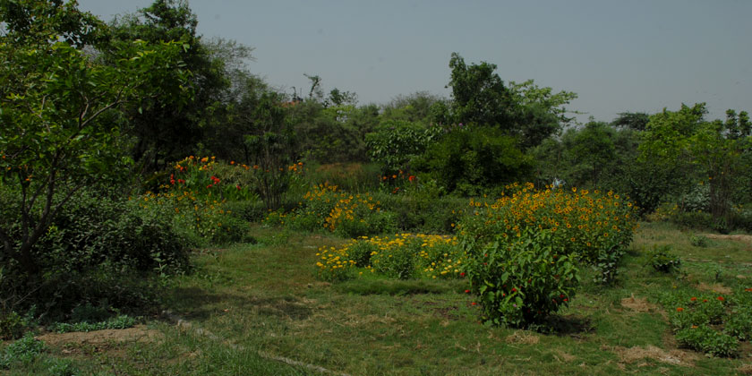 Yamuna Biodiversity Park's Butterfly Conservatory