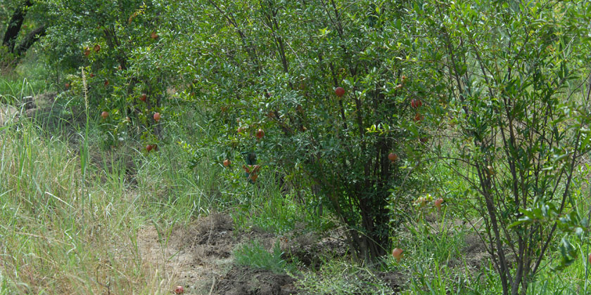 Yamuna Biodiversity Park's FRUIT CONSERVATORY