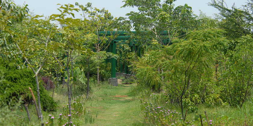 Yamuna Biodiversity Park's Medicinal garden
