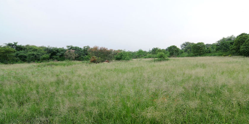 Yamuna Biodiversity Park's Mounds and valley