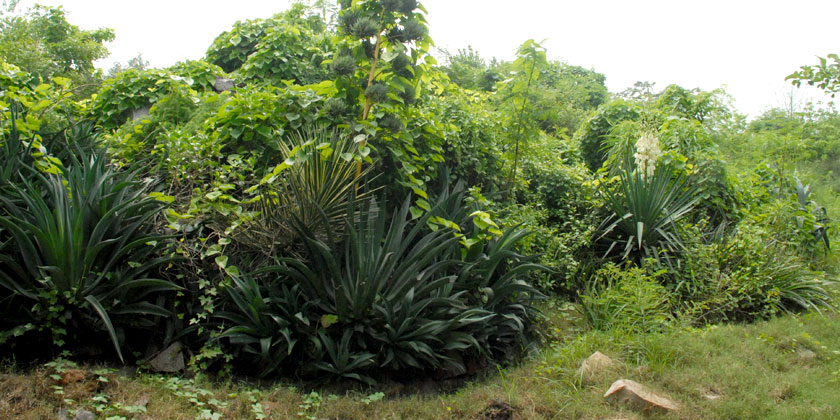 Yamuna Biodiversity Park's Arial View