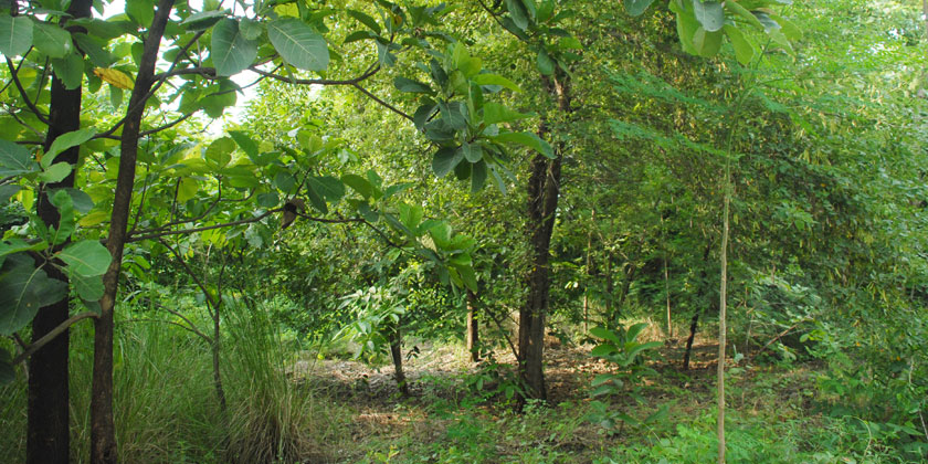 Yamuna Biodiversity Park's Nature Reserve Zone