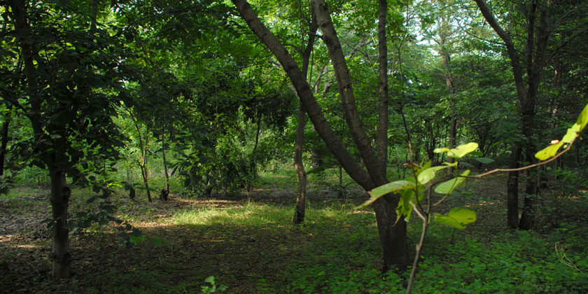 Yamuna Biodiversity Park's Nature Reserve Zone