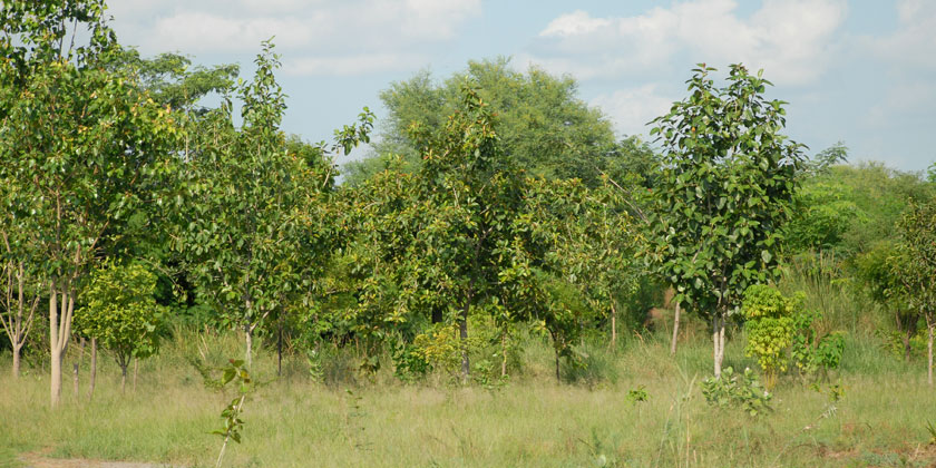 Yamuna Biodiversity Park's Sacred Grove