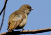 Thick-billed Flowerpecker (Dicaeum agile) 