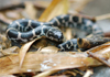 Seibold snake Enhydris sieboldii