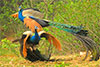 peacocks (Pavo cristatus)