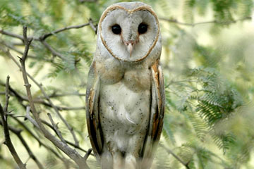 Barn owl (Tyto alba)