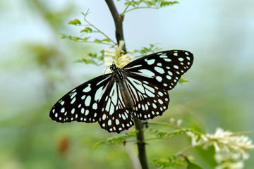 Blue Tiger (Tirumala limniace)