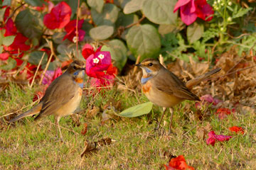 Bluethroat (Luscinia svecica)