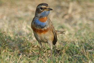 Bluethroat (Luscinia svecica)