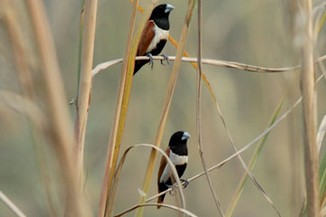 Chestnut munia (Lonchura atricapilla)