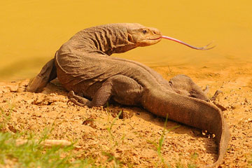 Common Indian monitor lizard (Varanus bengalensis)