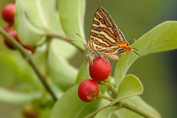 Common silverline butterfly on Rauvolfia tetraphylla