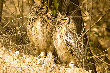 Eurasian eagle-owl (Bubo bubo)