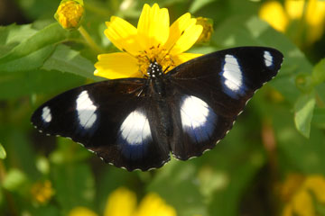 Great Eggfly (Hypolimnas bolina)