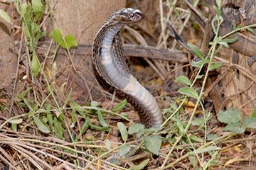 Indian Cobra (Naja naja)