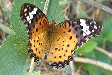 Indian fritillary (Argynnis hyperbius)