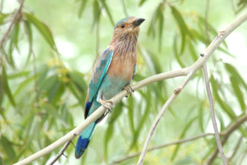 Indian roller (Coracias benghalensis) 