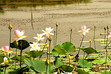 Lotus (Nelumbo nucifera)