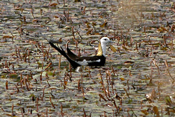 Pheasant-tailed jacana (Hydrophasianus chirurgus)