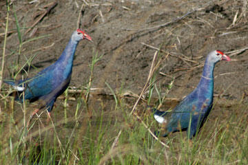 Purple Moorhen ( Porphyrio porphyrio)