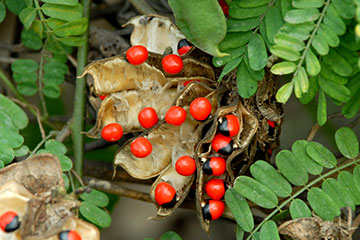 Ratti (Abrus precatorius)