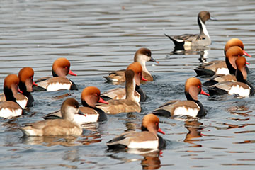 Red-crested pochard (Netta rufina)