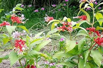 Sarpgandha (Rauvolfia serpentina)