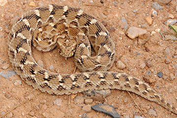 Saw-scaled Viper (Echis carinatus)