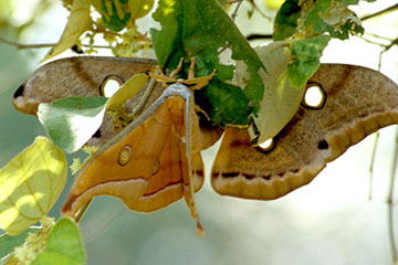 Tussar Silk Moth (Antheraea paphia)
