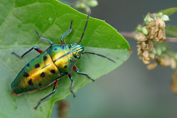 jewel bug (Scutellera nobilis)