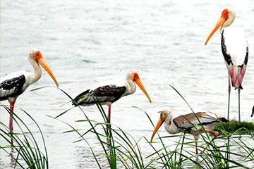 painted stork (Mycteria leucocephala)