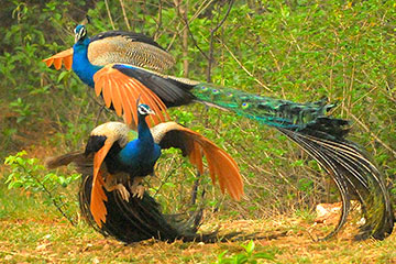 peacocks (Pavo cristatus)