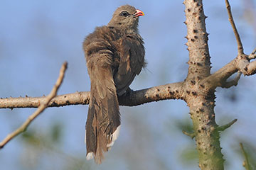 sirkeer malkoha(Phaenicophaeus leschenaultii)