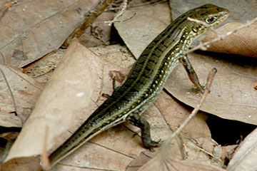 striped grass skink (Eutropis dissimilis)