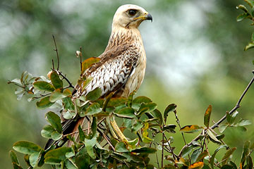 white-eyed buzzard (Butastur teesa)