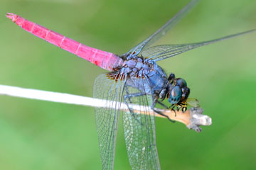 Asiatic Blood Tail (Lathrecista asiatica)