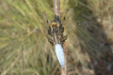 Blue-Tailed Yellow Skimmer