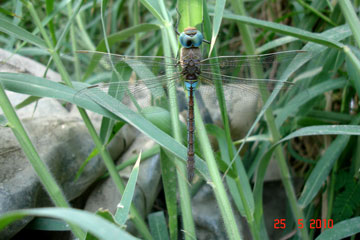Blue-Tailed Yellow Skimmer