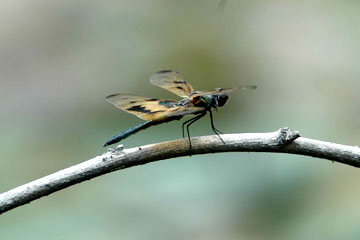 Common Picture Wing (Rhyothemis variegata)