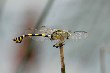 Common clubtail Ictinogomphus rapax