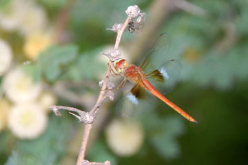 Coral-tailed Cloud wing (Tholymis tillarga)