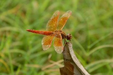 Ditch jewel (Brachythemis contaminata)