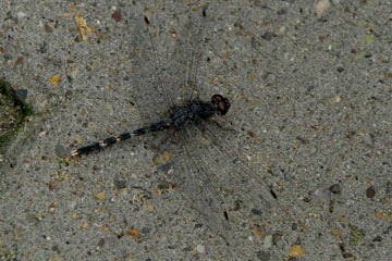 Granite Ghost dragonfly (Bradinopyga geminata)