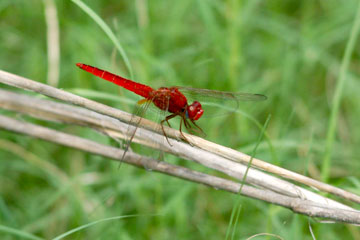 Greater Crimson Glider (Urothemis signata)